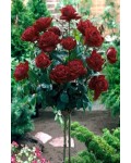 Троянда на штамбі Чорна Королева (бордова) | Rose on the trunk Black Queen(burgundy) | Роза на штамбе Черная Королева (бордовая)
